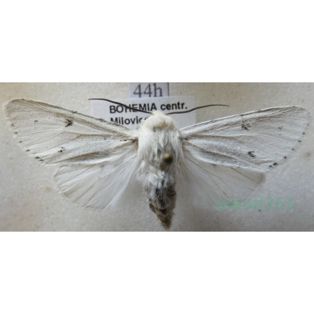 Acronicta leporina (Linnaeus, 1758) Wieczernica królica Czech44h